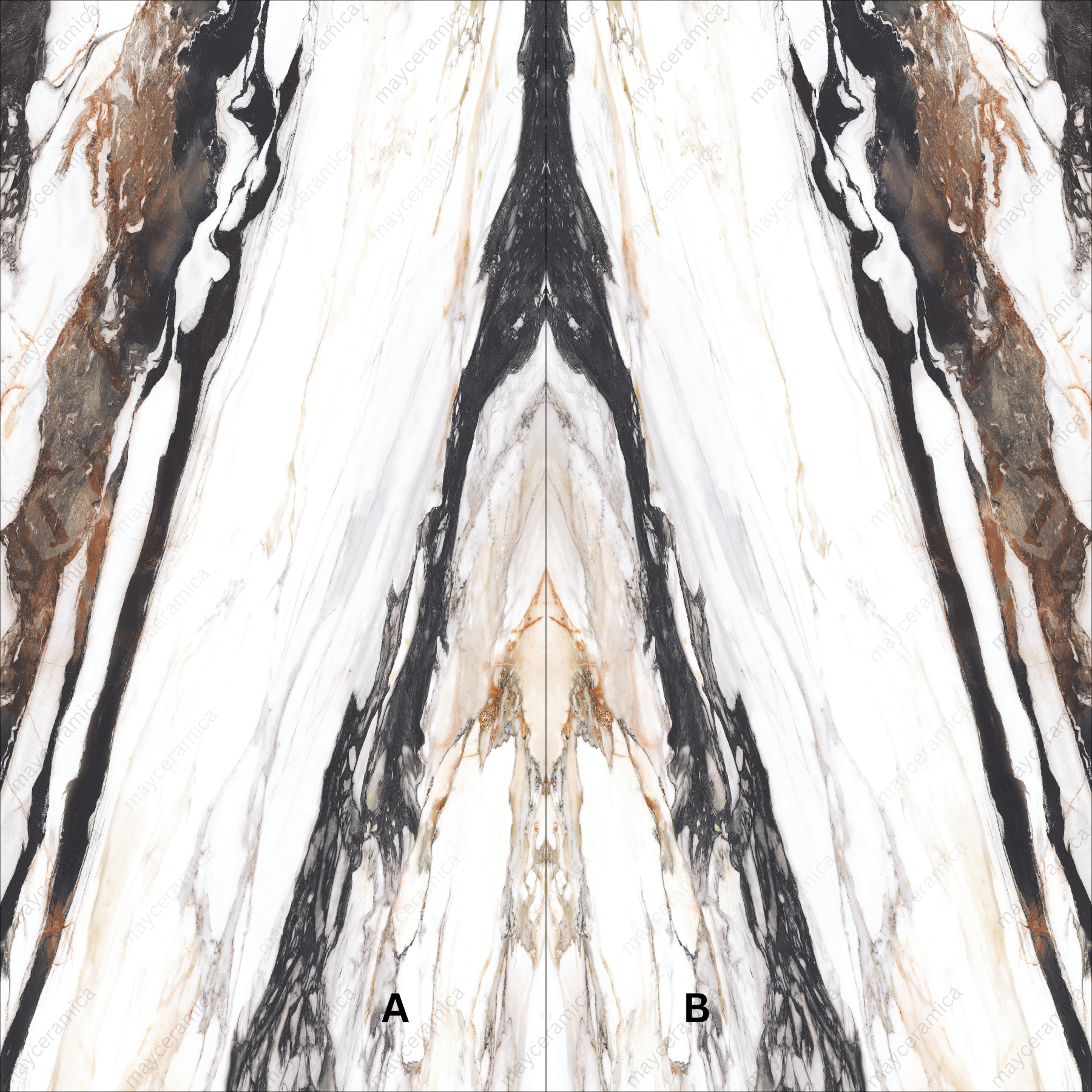 CALCUTTAOYSTER1a
